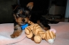 AKC-Female-Yorkshire-Terrier-For-Adoption